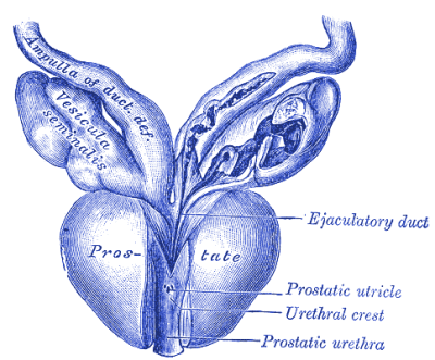 Prostate gland