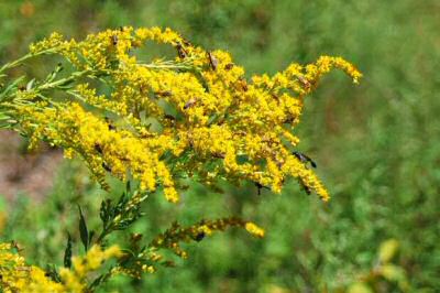 Spring Allergies - Ragweed