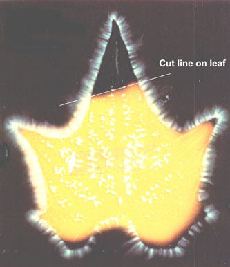 Kirlian photo of a torn leaf, showing the unaffected energy pattern.