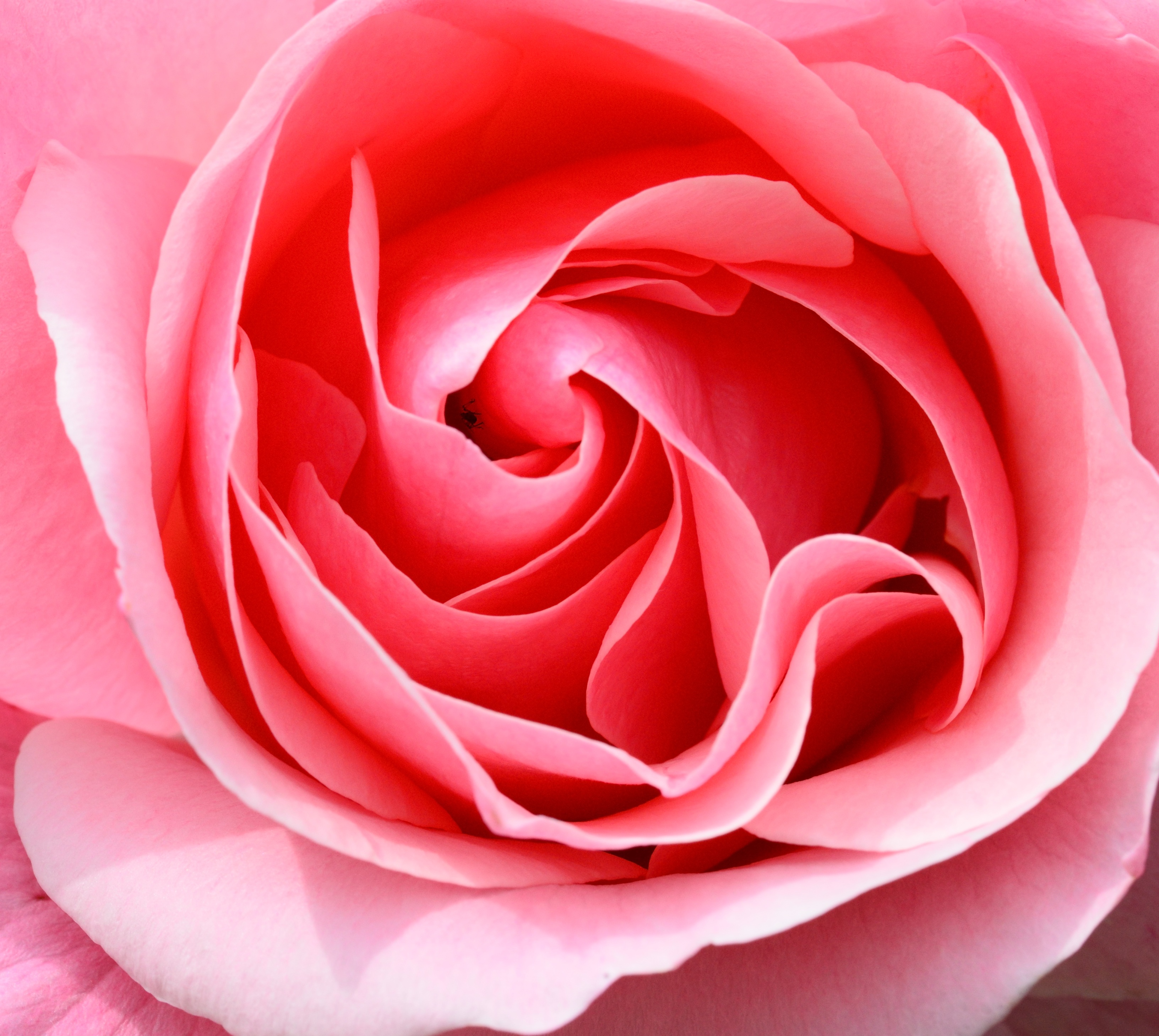 rose-pink-petals-flower