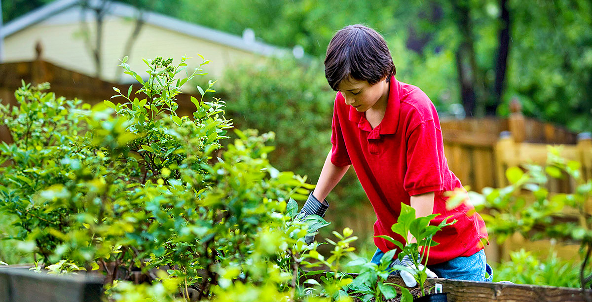 Young boy in red shirt and gardening gloves leans over a large planter filled with lush green veggies